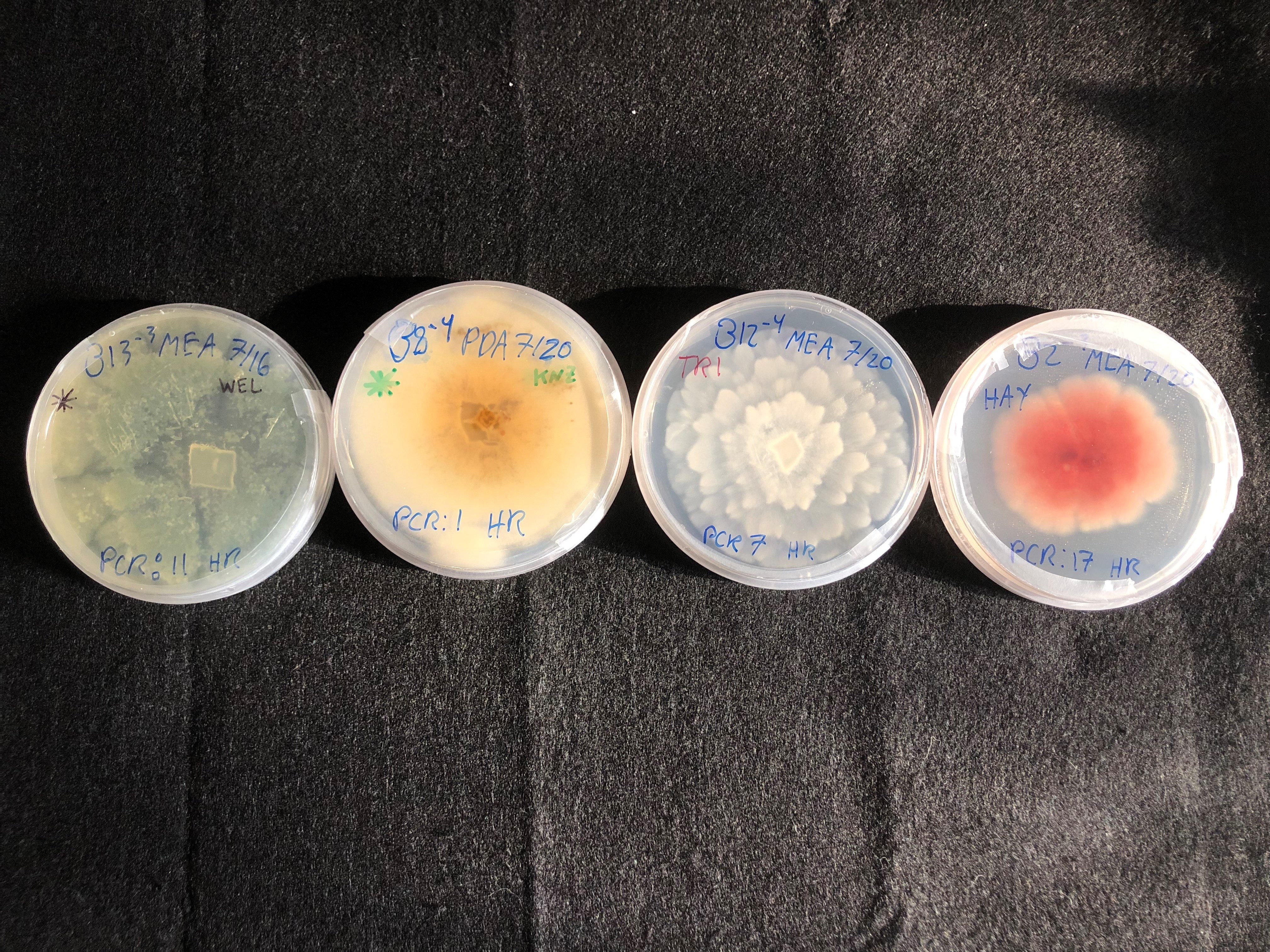 Fungi samples Hannah cultured for their summer project