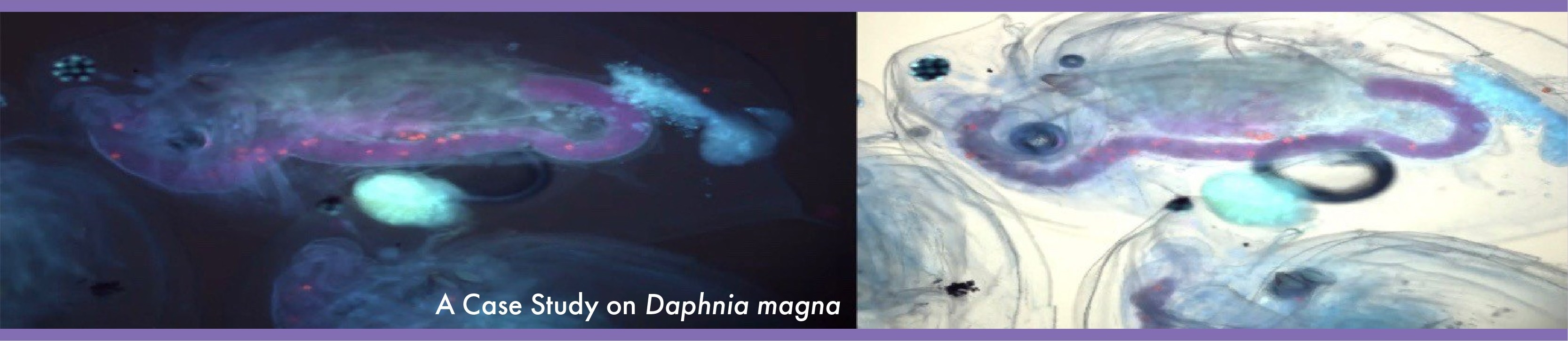 slides of Daphna magna viewed under a microscope